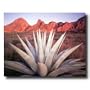 Century Cactus Plant In Desert Photo Landscape Picture Art Print