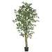 6' Japanese Maple Silk Tree