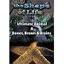 The Shape of Life: Ultimate Animal/Bones, Brawn and Brains