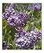 Lilac Time Botanical Photographic Poster Print by Linda Armstrong, 20x24