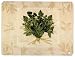 Extra Large Mats (4) -Herb Potage (39X29Cm)