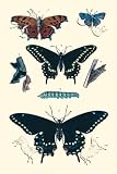 Art Poster, Insect Study #4 - 18.75 x 27.5