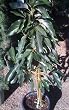 Bacon Avocado Tree Five Gallon