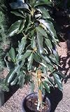 Bacon Avocado Tree Five Gallon