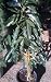 Bacon Avocado Tree Five Gallon