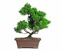 Brussel's Shimpaku Juniper Bonsai