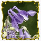 1 Lb Dwarf Columbine (Aquilegia vulgaris) Bulk Wildflower Seeds