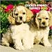 cocker_spaniel1cocker spaniel - Cocker Spaniel Puppies 2010 Mini Wall Calendar