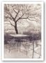 Southern Charm II by Thea Schrack 9"x13" Art Print Poster