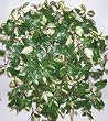 Large Hoya Leaf Ledge Garden