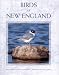 Search : Birds of New England