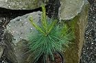 Pinus Schwerinii Wiethorst- Hybrid Pine Tree - Pot Size #1 Gal.