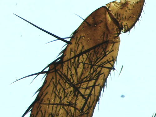 Celestron 44340 LCD Digital LDM Biological Microscope