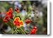 A Close View Of A Bean Plant In Bloom Canvas Print / Canvas Art - Artist Taylor S. Kennedy