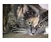 Fetching Reflection, Tortie Cat Poster Print by Meesha Marie, 24x20