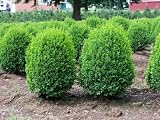 English Boxwood Shrub 12 18 Inches 51XPJWenD4L. SL160 English Boxwood Shrub 12 18 Inches