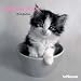 Kittens 2004 Calendar