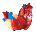 Learning Resources Cross-Section Model - Heart