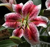 Lilies, Pink Asiatic, Wholesale Box of 120 Flowers