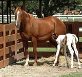 Horse Feeding Her Baby - 18
