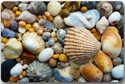 Seashells At The Sandy Beach,Colorful Seashells Machine Clean Top Fabric & Non-Slip Rubber Backing Durable Indoor / Outdoor Doormat Door Mats