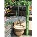 Amazon Lights New All-Natural Insect Repellent Outdoor Garden Insense Sticks - Set of 12 With 2.5 Hours Burn Time