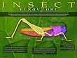 Amazing Insects Educational Poster Series, Set of 6 Laminated Posters. Topics include: Insect Senses, Structure, Defenses, Feeding Methods, Metamorphosis, and Orders.