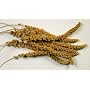 Spray Millet Bird Treat 5 Pound Bag