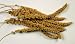 Spray Millet Bird Treat 5 Pound Bag