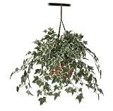 Holland Ivy Hanging Basket Silk Plant
