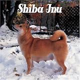 Shiba Inu 2008 Wall Calendar