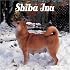 Shiba Inu 2008 Wall Calendar