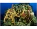 Photographic Print Of Various Caribbean Sponge Species On Top Of Reef Wall From Ardea