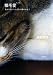 : 猫毛愛―毛から気づいた　　50の猫のおきて