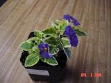 Variegated Potato Bush