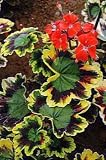Mrs. Pollock Geranium - Grow Indoors or Out or Bonsai