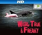 play video on Amazon Prime
