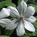 Birthday Gifts - Clematis Edith