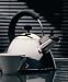 Kitchen & Housewares : Metro 1016 2 1/2 Quart Serenade Teakettle