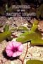 Flowers of the Pacific Island Seashore