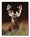 Trophy Buck Deer with Big Rack Wall Picture Art Print
