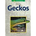 Geckos