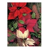 Springbok Poinsettias and Pine Cones 500 Piece Jigsaw Puzzle