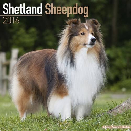Shetland Sheepdog Calendar - Breed Specific Shetland Sheepdog Calendar - 2016 Wall calendars - Dog Calendars - Monthly Wall Calendar by Avonside
