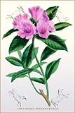 Canvas Print, The Ciliated Rhododendron - 28 x 42