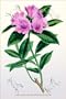 Canvas Print, The Ciliated Rhododendron - 28 x 42