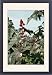 Framed Prints of Castor Oil Plant from Ardea Wildlife Pets