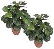 TWO Pre-Pottec 21" Fiddle Leaf Artificial Silk Plants for Home Decoration