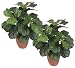 TWO Pre-Pottec 21" Fiddle Leaf Artificial Silk Plants for Home Decoration