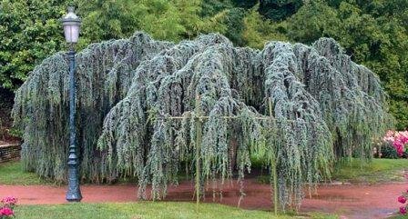 Weeping Blue Atlas Cedar 3 - Year Graft Weeping Blue Atlas Cedar 3 - Year Graft